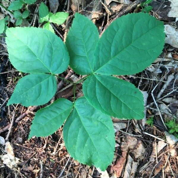 Aralia nudicaulis Blad