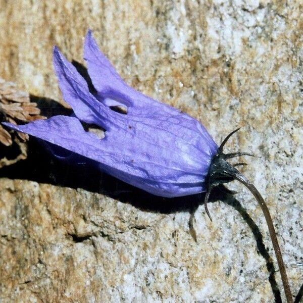 Campanula excisa फूल