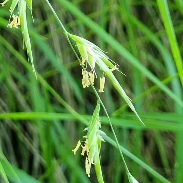 Brachypodium pinnatum 花