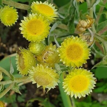 Helichrysum foetidum Flor