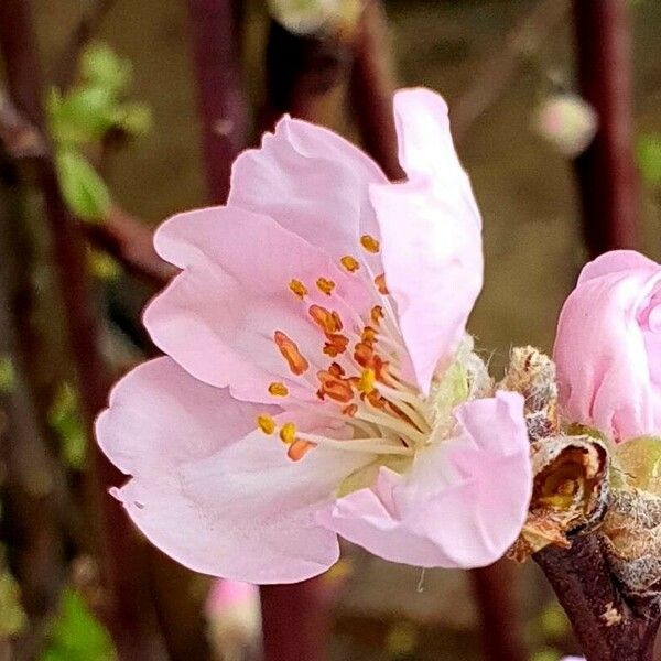 Prunus pedunculata Floare
