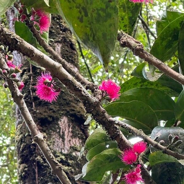 Syzygium malaccense Flor