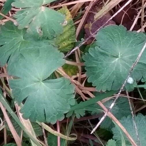 Geranium rotundifolium Yaprak