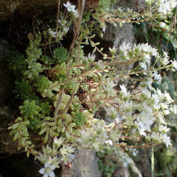 Sedum hirsutum Hábitos