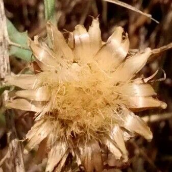 Centaurea aspera Kukka