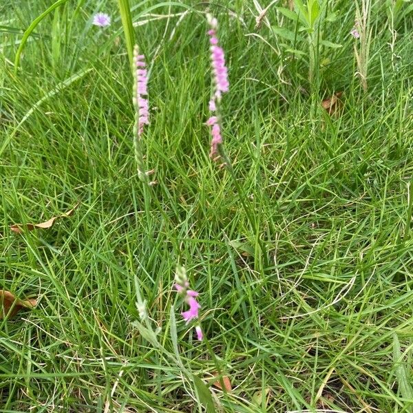 Spiranthes sinensis Hábito