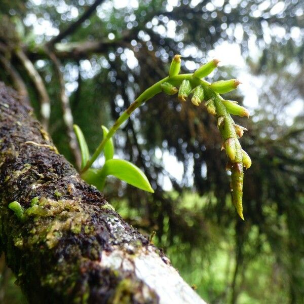 Bulbophyllum elliotii Fruto