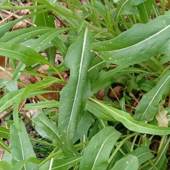 Diplotaxis tenuifolia Lapas