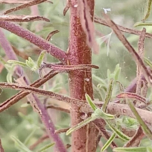 Dittrichia graveolens Écorce