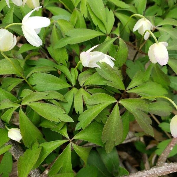 Anemonoides quinquefolia Blatt