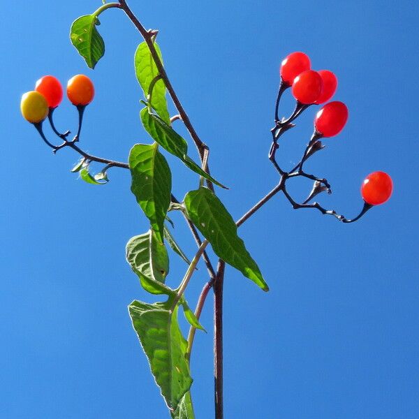 Solanum dulcamara Облик