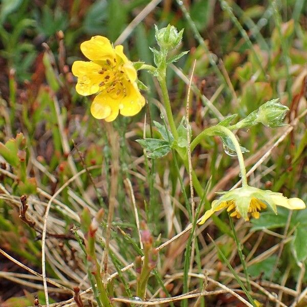 Potentilla aurea Alkat (teljes növény)