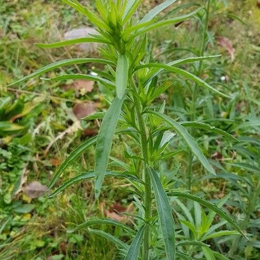 Conyza canadensis Hábito