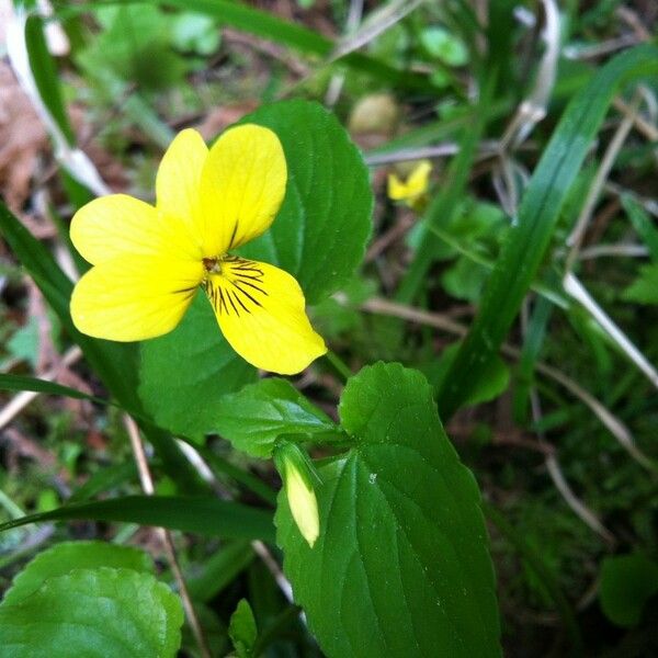 Viola sempervirens Vivejo