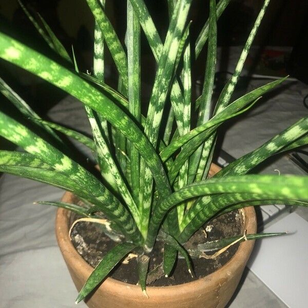 Dracaena stuckyi ᱥᱟᱠᱟᱢ