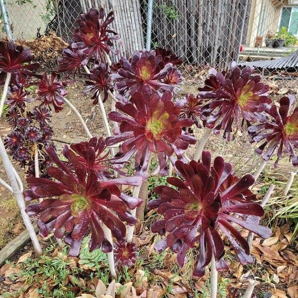 Aeonium arboreum পাতা