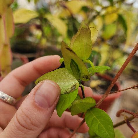 Barleria repens Квітка