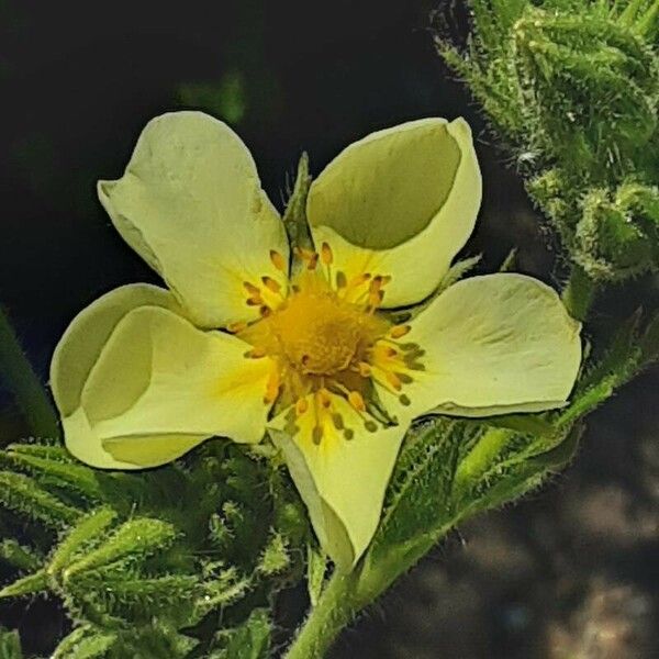 Potentilla recta Flower