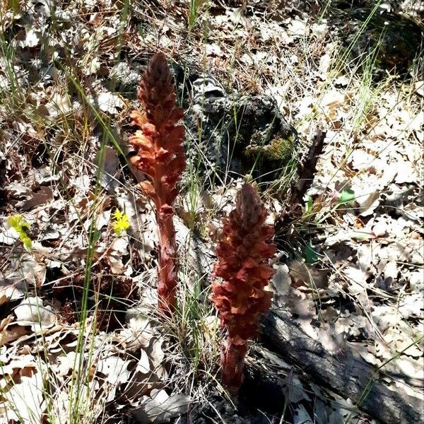 Orobanche foetida Virág