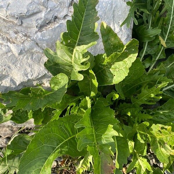 Armoracia rusticana Blad