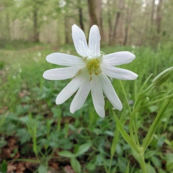 Rabelera holostea Flor