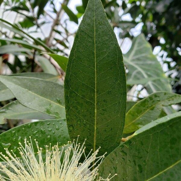 Syzygium jambos Leaf