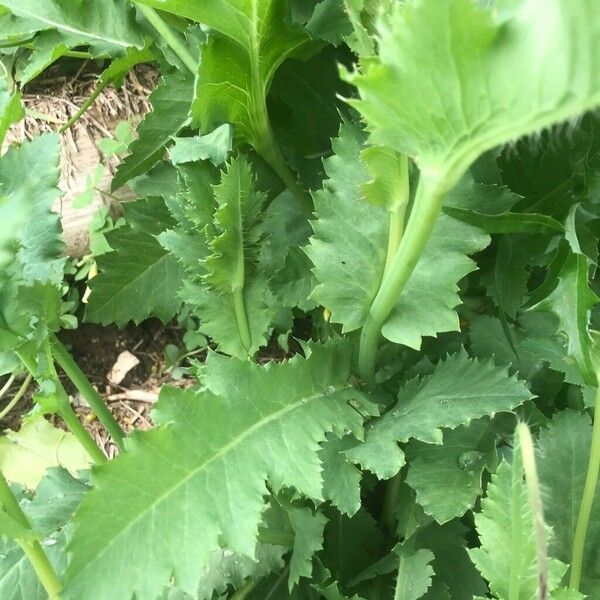 Papaver somniferum Folla