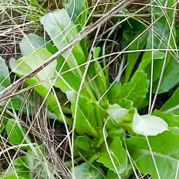 Lepidium sativum Leaf