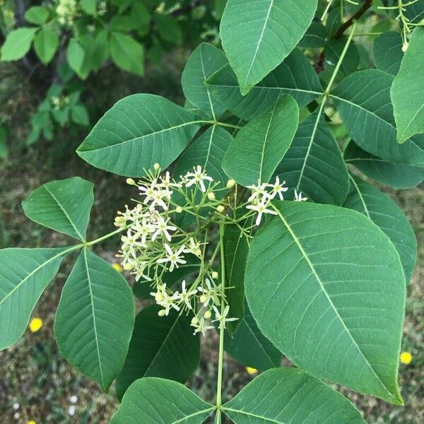 Ptelea trifoliata Blomst