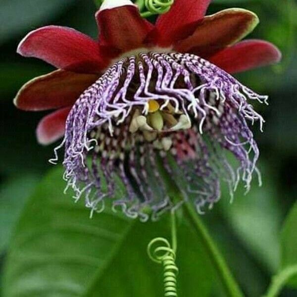 Passiflora quadrangularis Flower