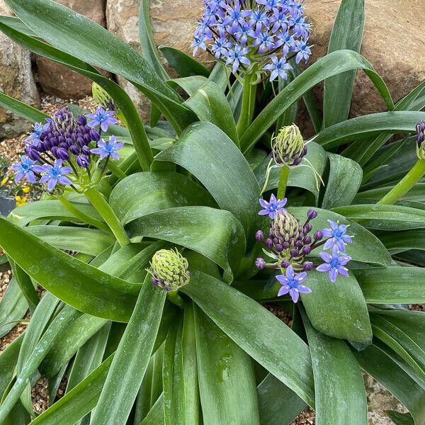 Scilla peruviana Costuma