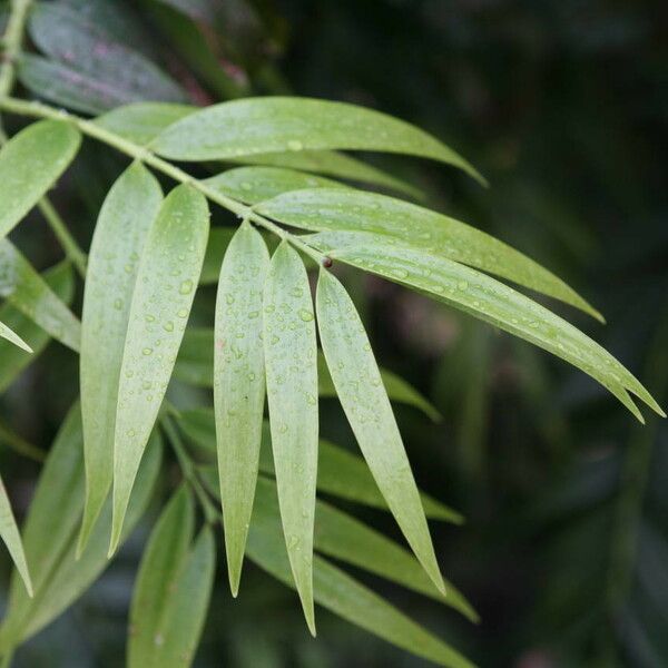 Agathis moorei Leaf