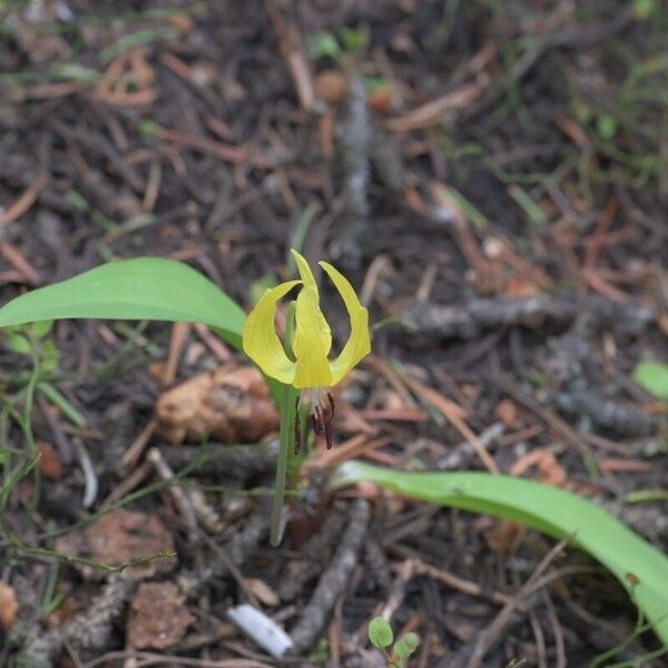 Erythronium grandiflorum Flor