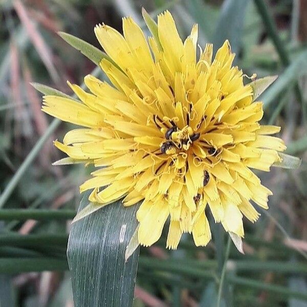 Tragopogon dubius Цвят