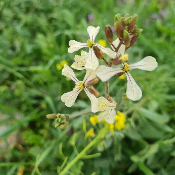 Eruca vesicaria Lapas