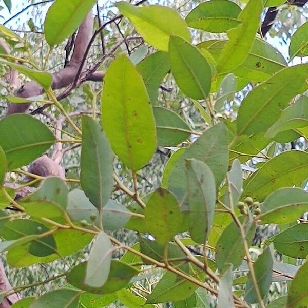 Eucalyptus robusta Liść