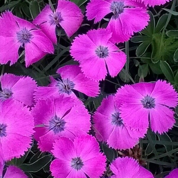 Dianthus pavonius Kwiat