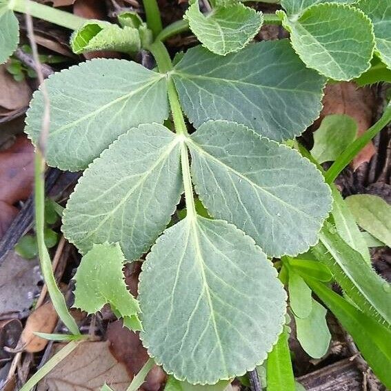 Opopanax chironium Foglia