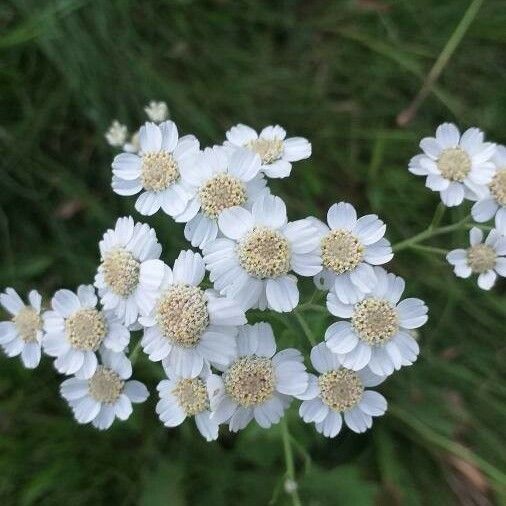 Achillea ptarmica Flor