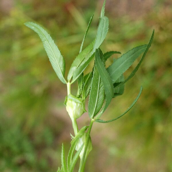 Trifolium strictum 整株植物