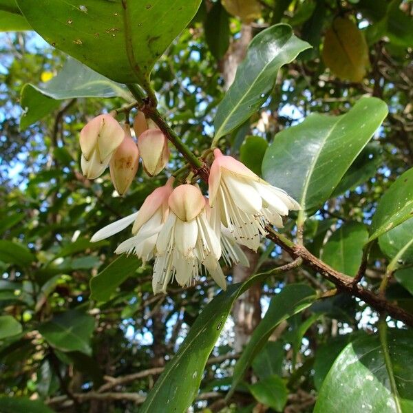 Crossostylis grandiflora 花