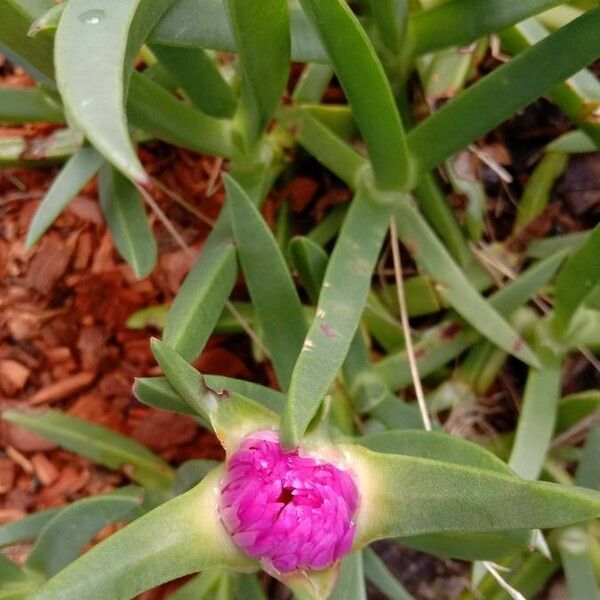 Carpobrotus glaucescens Flor