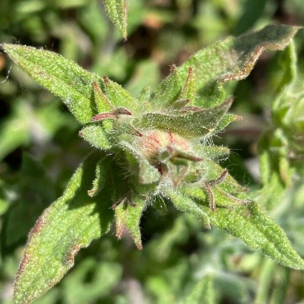 Cistus crispus Feuille