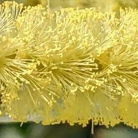 Acacia longifolia Flower