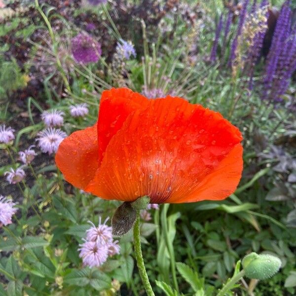 Papaver orientale Blomma