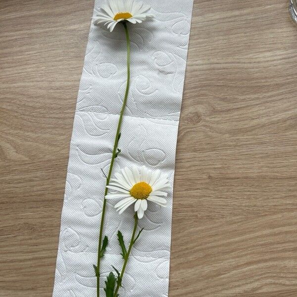 Leucanthemum vulgare Flower