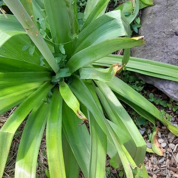 Eremurus robustus Leaf