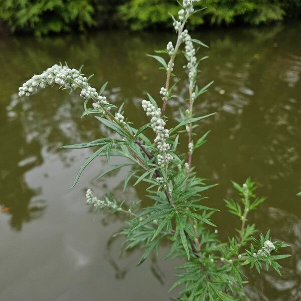 Artemisia vulgaris Habitus