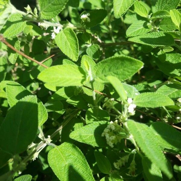 Lippia origanoides Листок