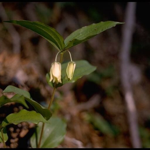 Prosartes smithii Hábito